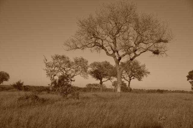 Africa