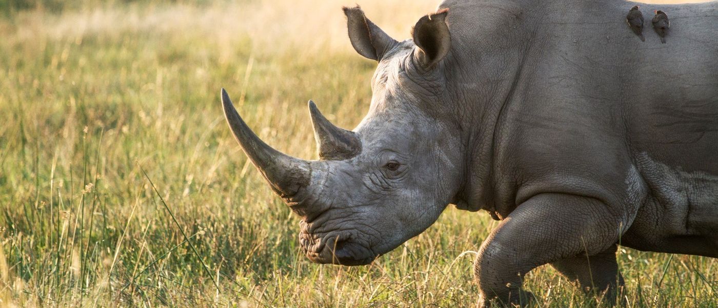 Was ist der Unterschied zwischen Breitmaul- und Spitzmaulnashorn?