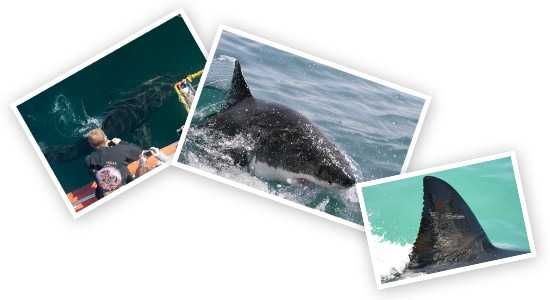 White Sharks Project - The sharks
