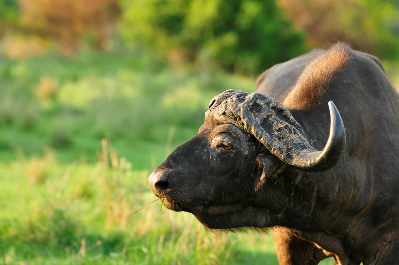 Buffalo in Sabi Sand
