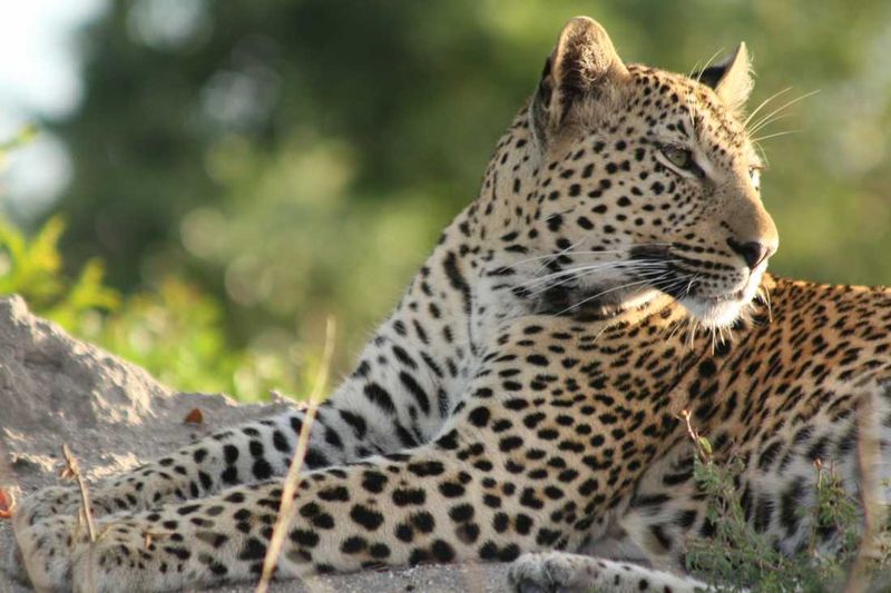 A Sabi Sand Leopard catching the last heat from the sun on a termite mound