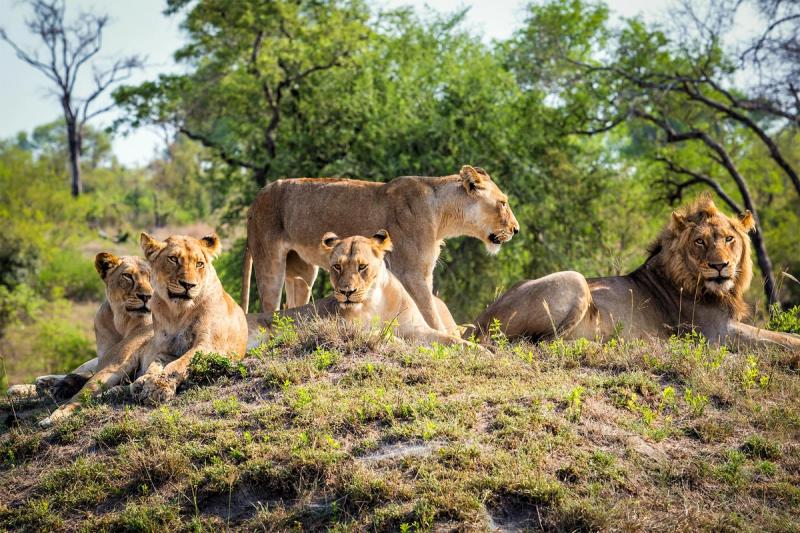 A pride of African animals – five lions lounging on a grassy mound – rests in the open bushveld of the Greater Kruger