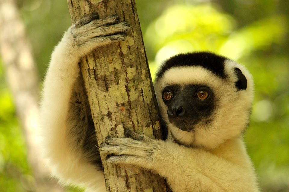 Madagascar: Unspoiled, Unexplored & Unlike Anywhere You've Been