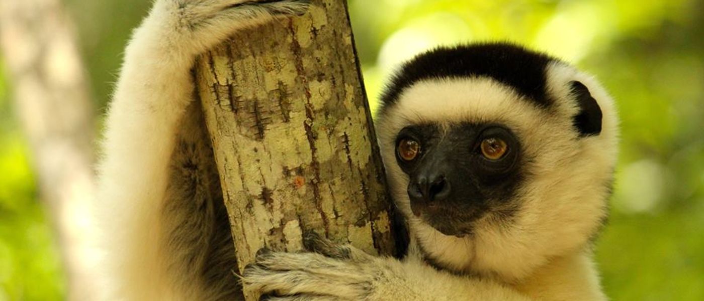 Madagascar: Unspoiled, Unexplored & Unlike Anywhere You've Been