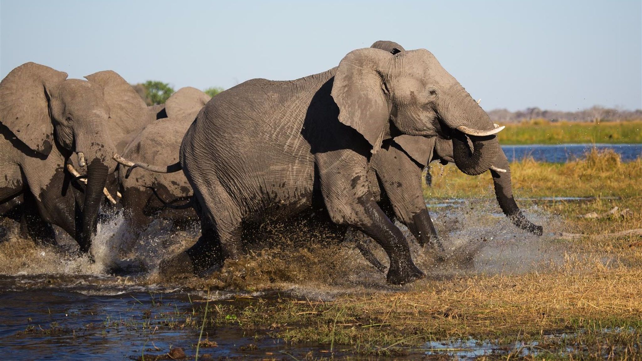 Parque Nacional del Chobe: bienvenido a la tierra de los gigantes