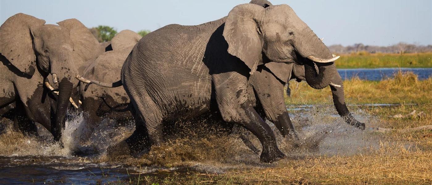 Parque Nacional del Chobe: bienvenido a la tierra de los gigantes