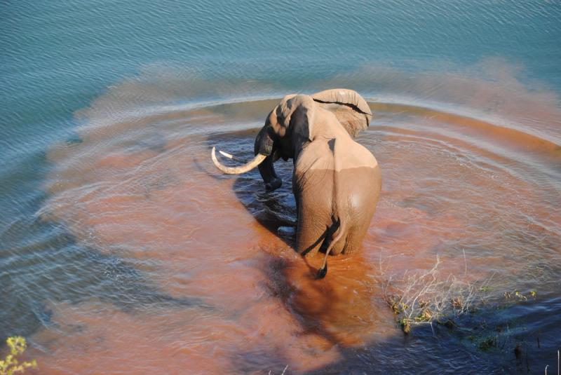 Elephant in Kariba at Changa Camp
