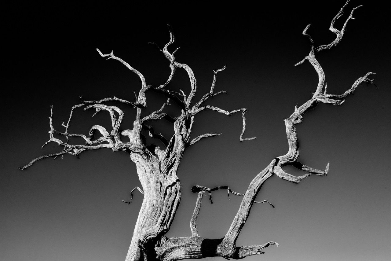 Living Under The Leadwood: Silvan Safari Blog