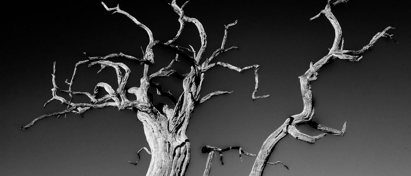 Living Under The Leadwood: Silvan Safari Blog