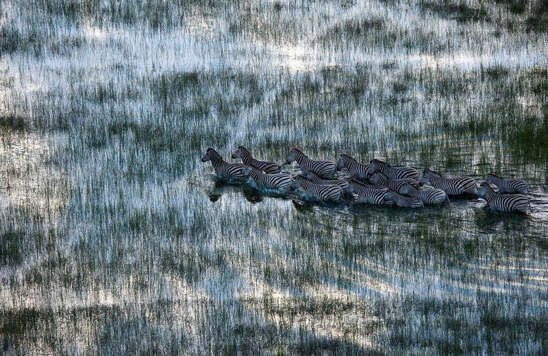 Zebras Wading Through Water in Botswana