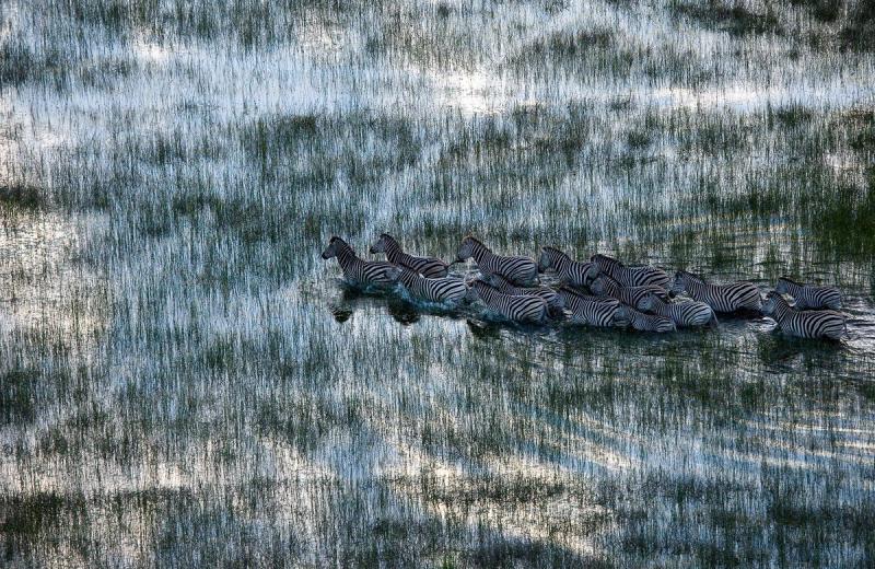 Zebras Wading Through Water in Botswana