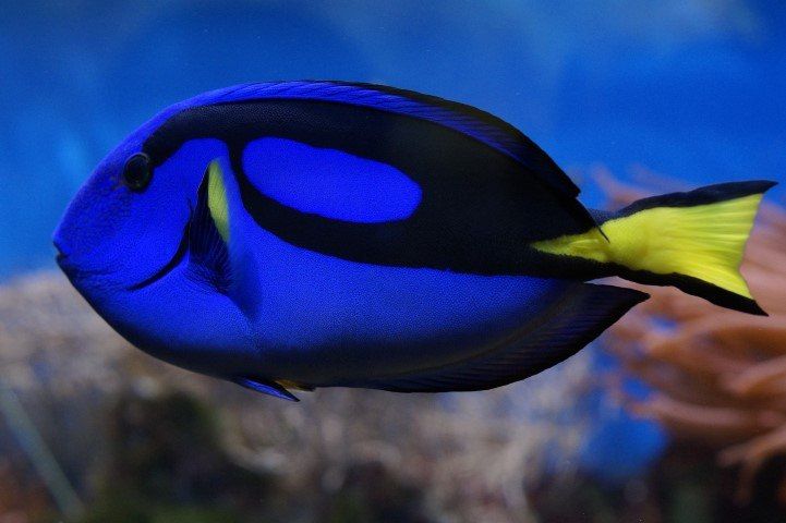 Ein blauer Paletten-Doktorfisch unter Wasser beim Schnorcheln und Tauchen in Sansibar