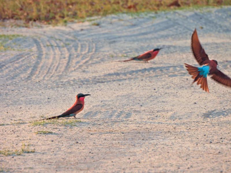 Southern Carmine Bee-eaters gathered on a safari road in Botswana's Okavango Delta before taking flight.