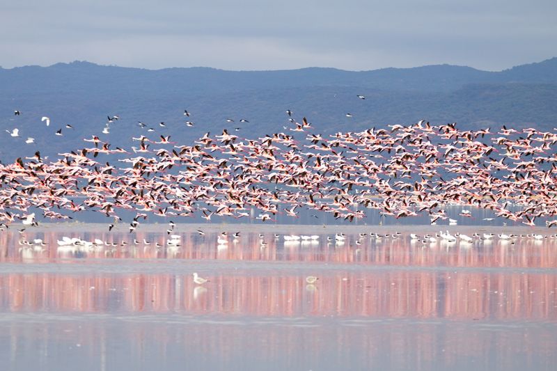 O Lago Manyara é sazonalmente o lar de milhões de flamingos-anões