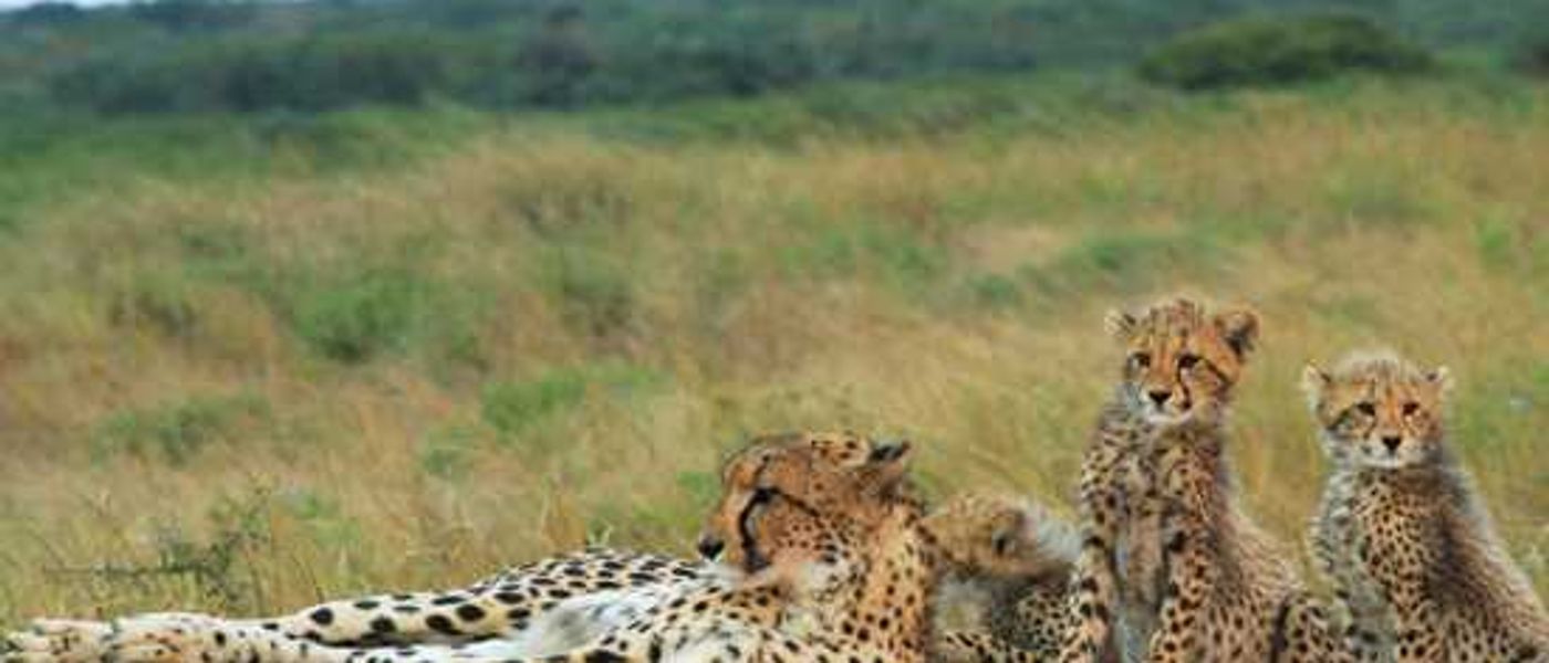 A Closer Look At Phinda Private Game Reserve
