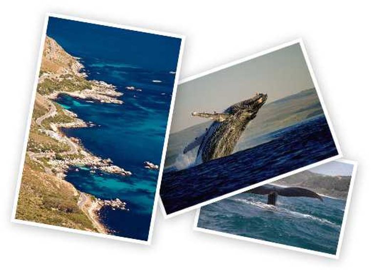 Whales