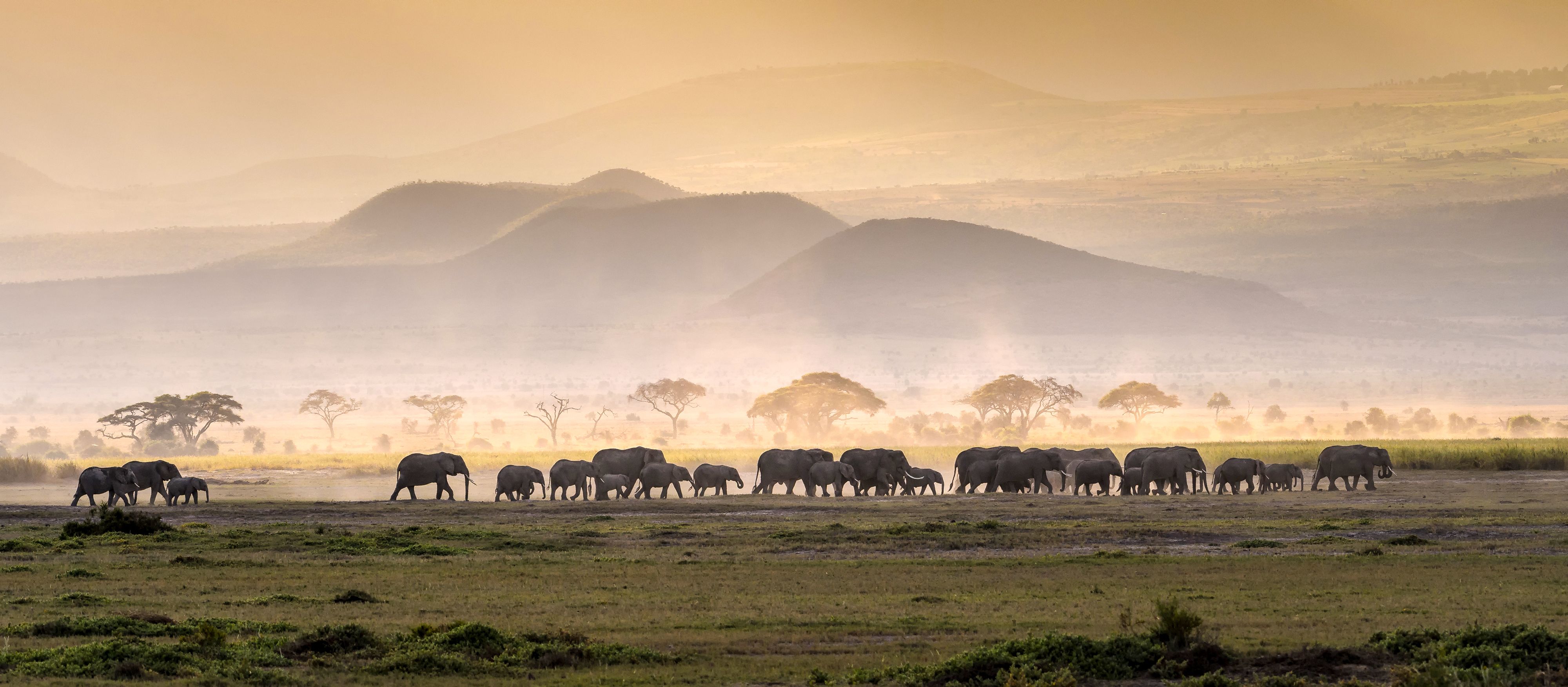 ¿Con cuánta antelación debería reservar mi safari africano?
