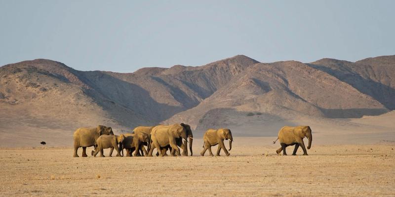 Elefanten wandern durchs Damaraland in Namibia