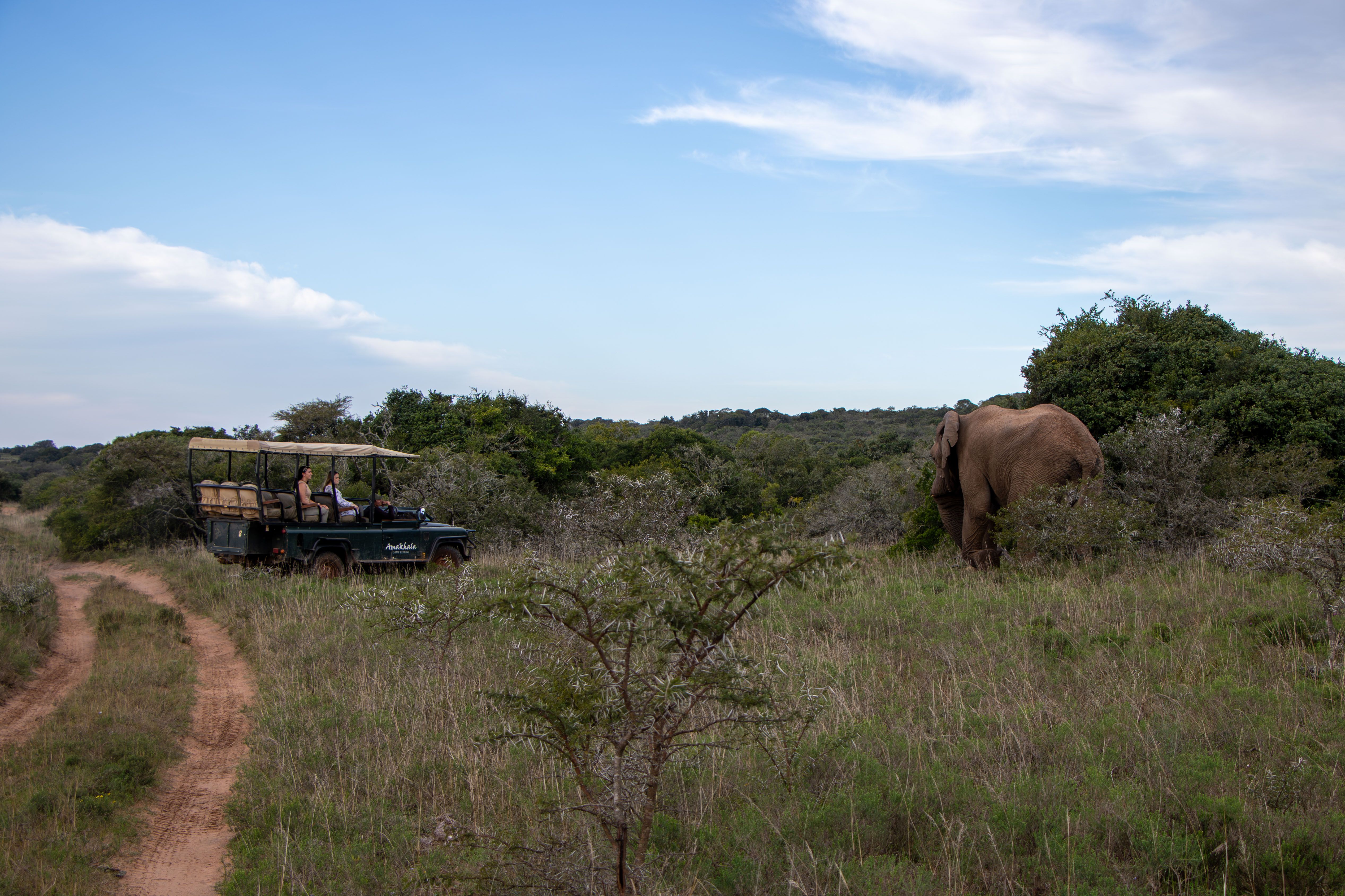 Close Encounters with Wildlife at Amakhala Game Reserve
