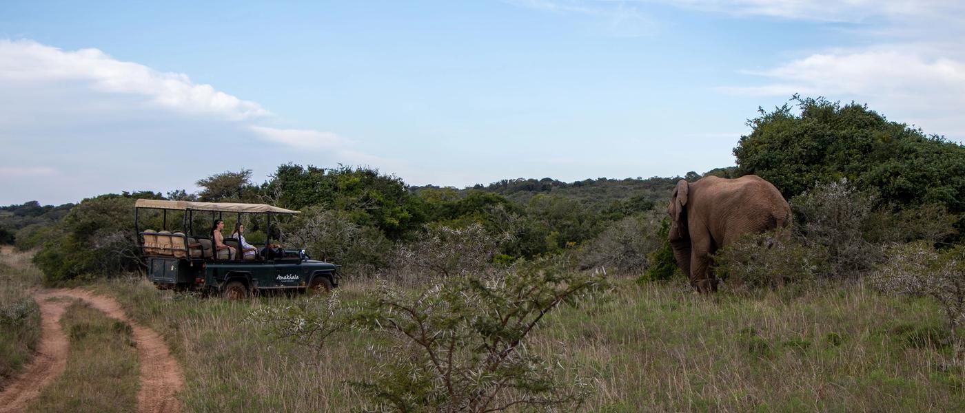 Close Encounters with Wildlife at Amakhala Game Reserve
