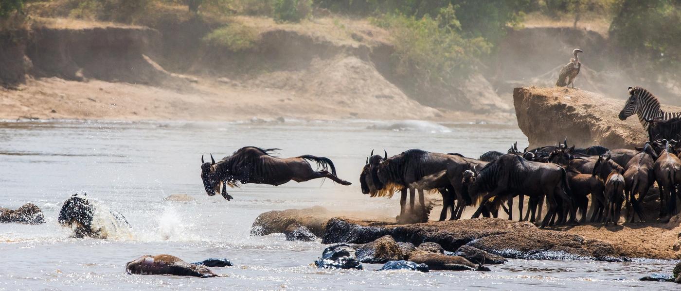 The Great Migration: Safari in Style