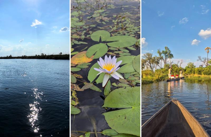 Collage of the Okavango Delta featuring sparkling waterways, a water lily and a traditional mokoro excursion in Botswana.