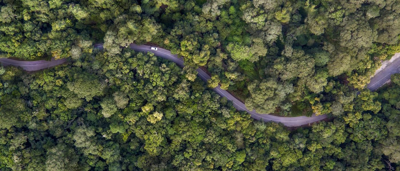 5 Pro Tips for Composition in Wildlife Photography