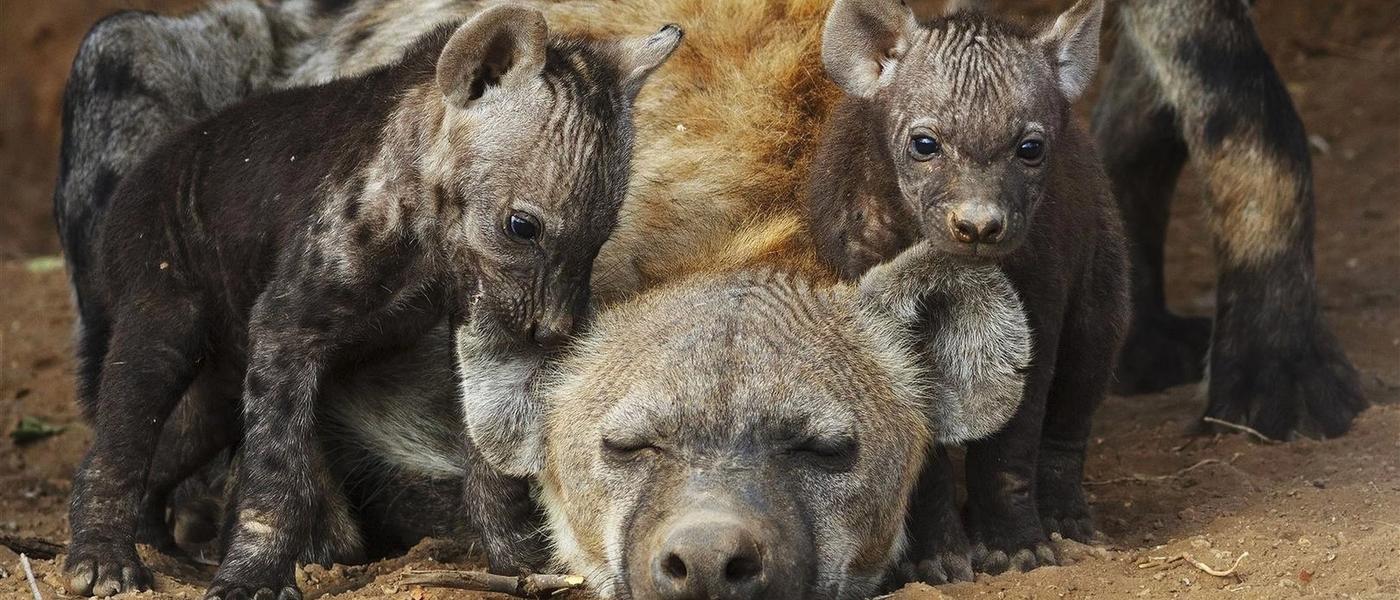 Bonne fête à toutes les mères Rhino !