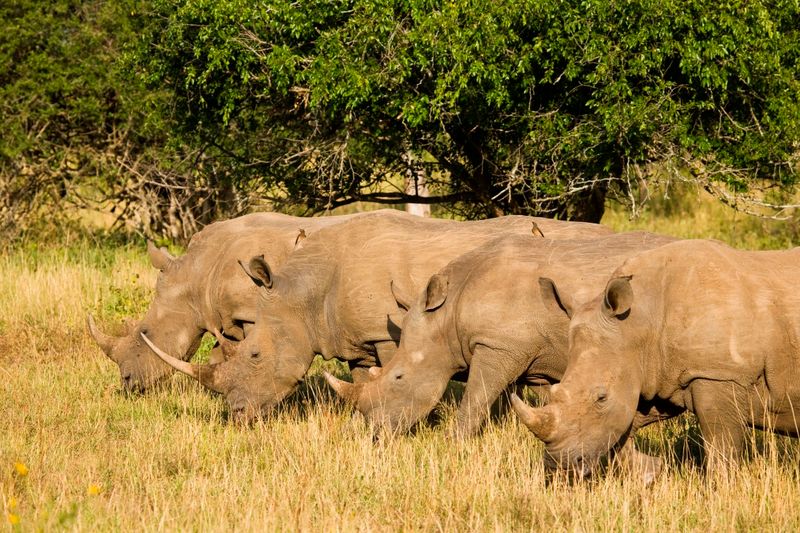 rhino-ridge-safari-lodge-hluhluwe-rhinos