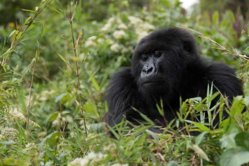 Endangered Mountain Gorilla resting