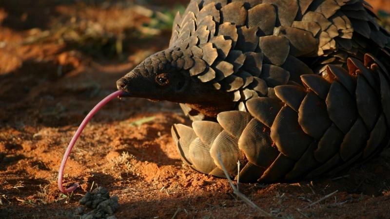Explore as maravilhas do Kalahari. Foto: Tswalu Motse Lodge