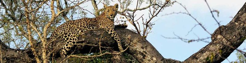 The quintessential Sabi Sand image of a leopard in a tree