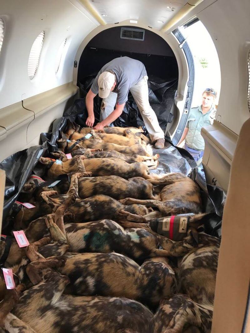 Opération de sauvetage des chiens sauvages d'Afrique au Mozambique.