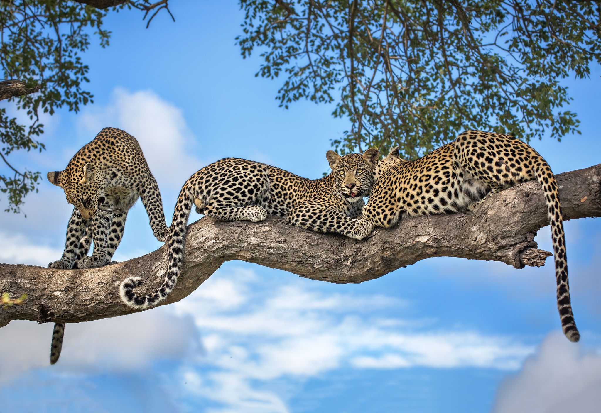 Londolozi - Les plus beaux campements du Parc Kruger