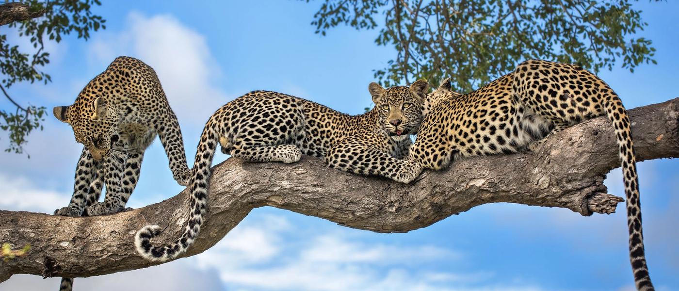 Londolozi - Les plus beaux campements du Parc Kruger
