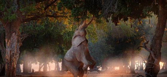6 Reasons Why a Zimbabwe Safari Will Take You by Surprise