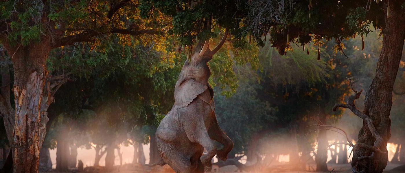 6 Reasons Why a Zimbabwe Safari Will Take You by Surprise