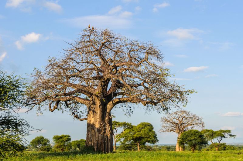 Les baobabs font partie du décor du parc Tarangire
