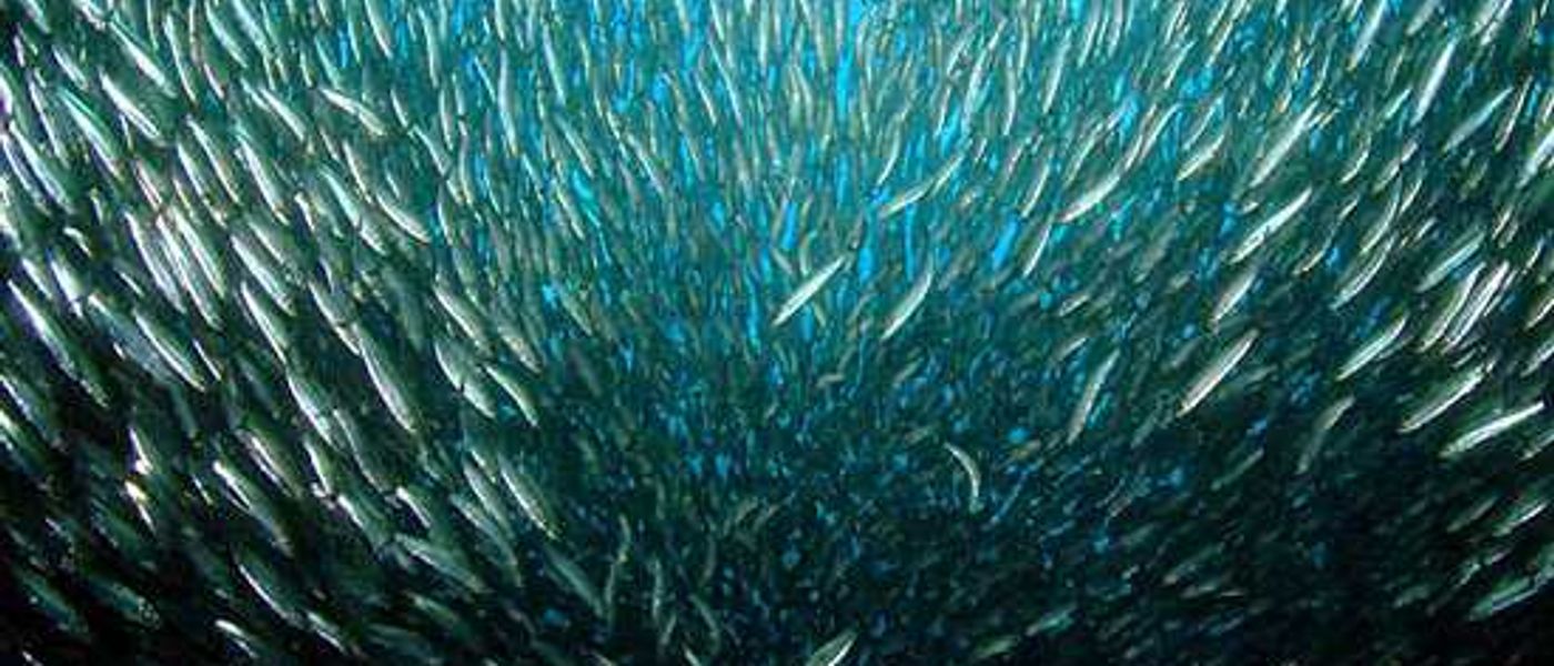 And the sardines are off...