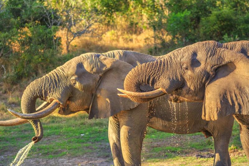 Two elephants drinking in Tembe Elephant Park in KwaZulu-Natal