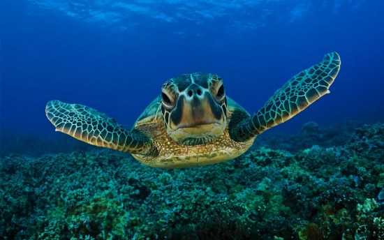 Celebrating World Turtle Day 2013