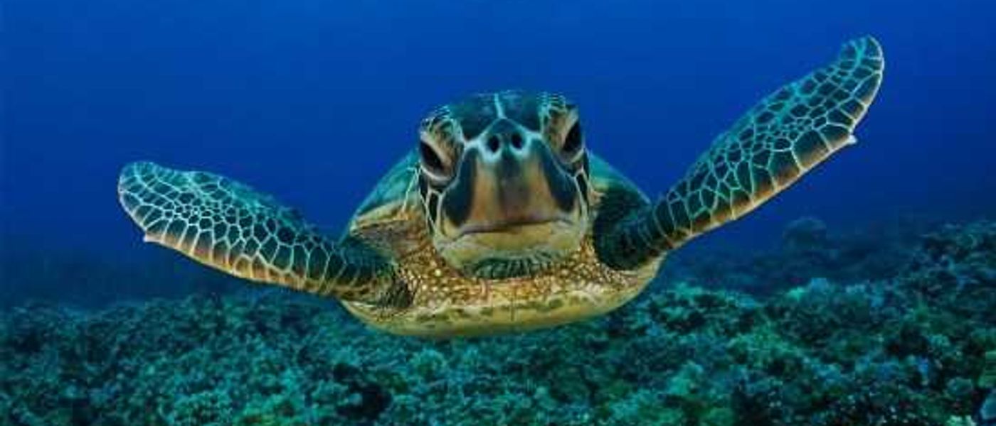 Celebrating World Turtle Day 2013