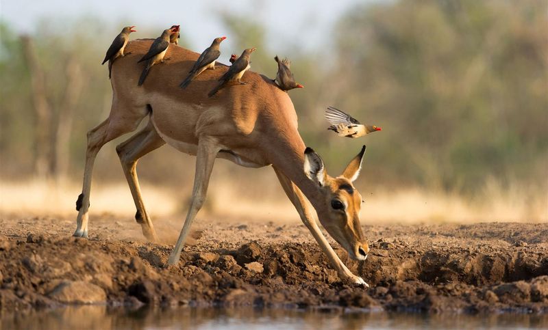 Eine artenreiche Vogelwelt - ein Grund in der Green Season nach Botswana zu reisen