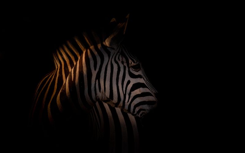 zebra-in-darkness