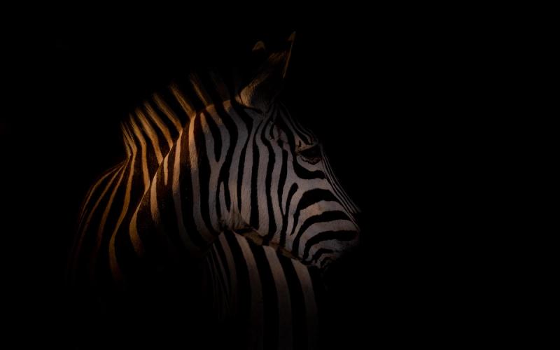zebra-in-darkness