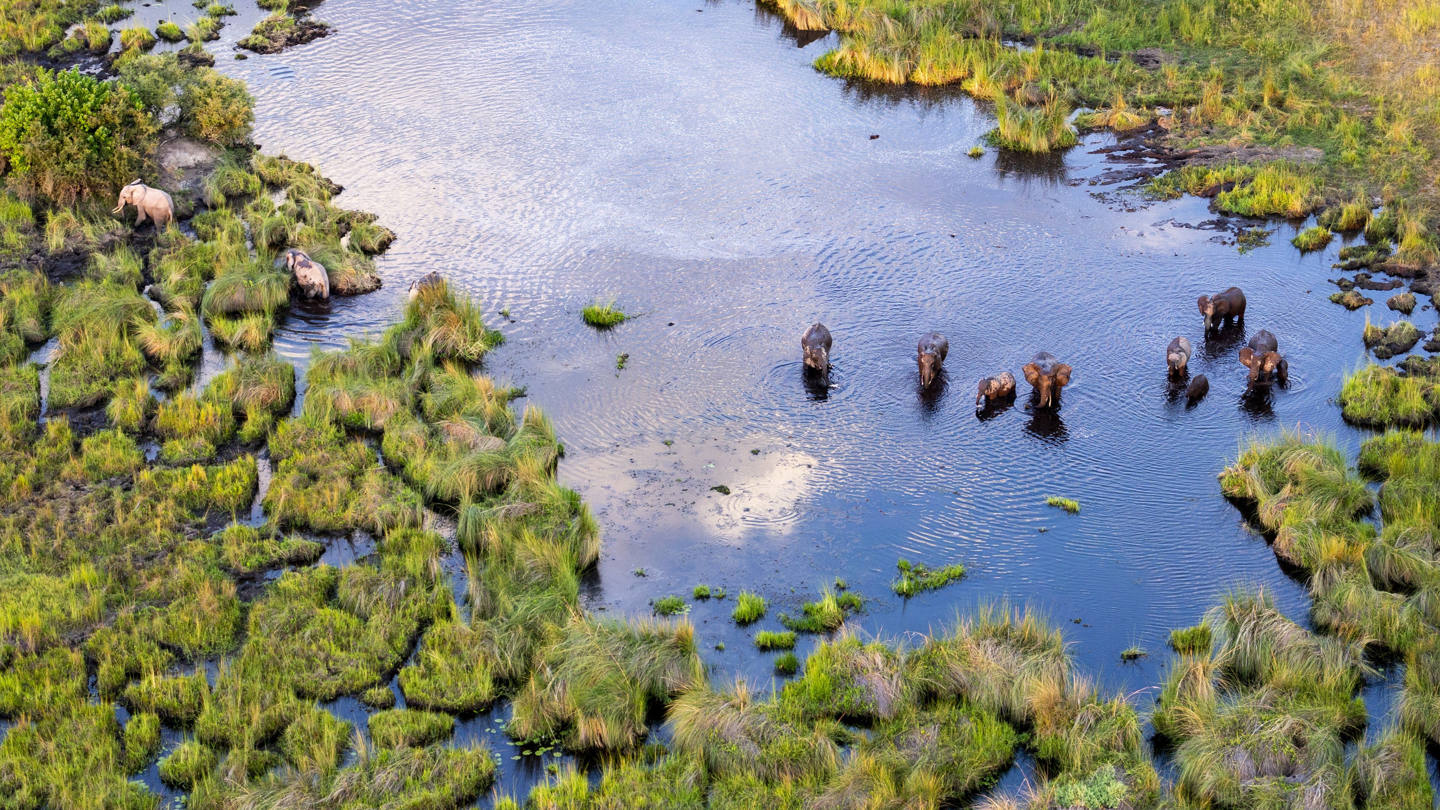 Grande Migração vs Okavango Delta: quando reservar seu safári