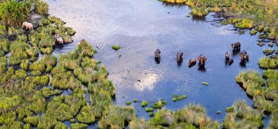 Grande Migração vs Okavango Delta: quando reservar seu safári