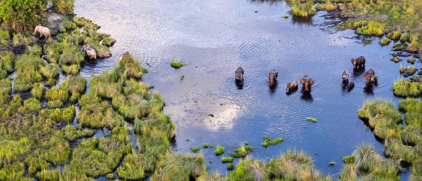 Grande Migração vs Okavango Delta: quando reservar seu safári