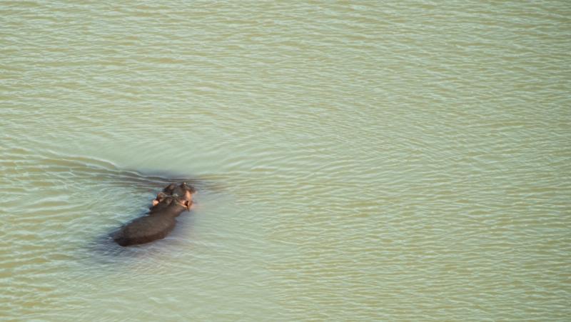 Hippos everywhere in Gonarezhou National Park