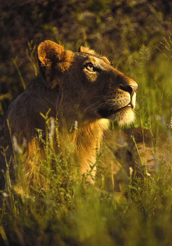 We recommend: Lion Sands Game Reserve